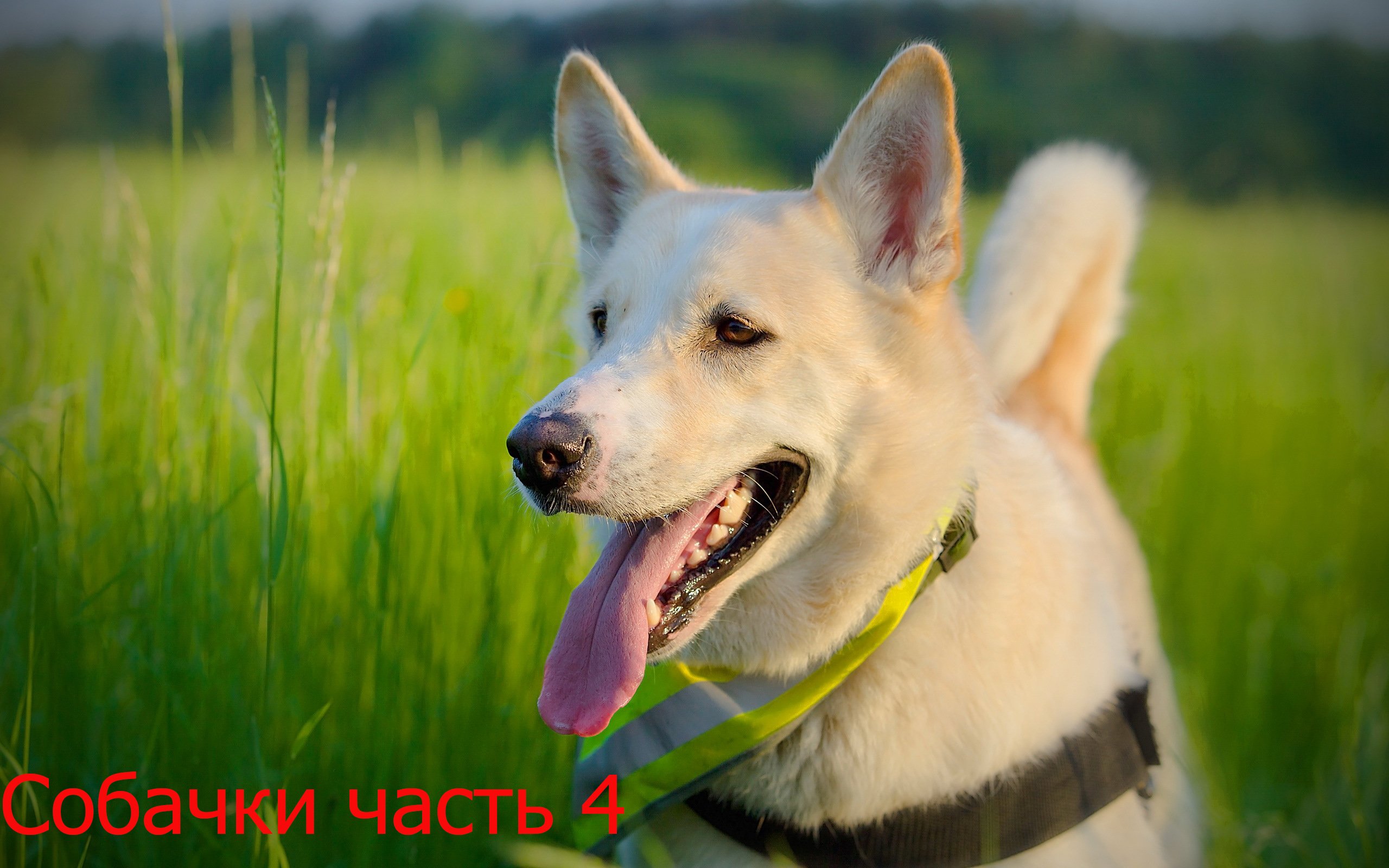 Собачки часть 4