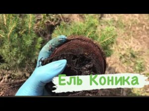 Посадка ели Коника с контейнера Р9, навожу порядок в клумбе ?.mp4