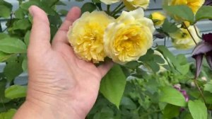 Роза Зе Пилгрим ?????