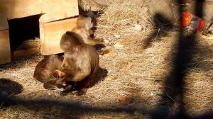 Капуцины   серьёзные и потешные