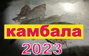 Морская рыбалка на Куршской косе #камбала, #морская рыбалка 2023