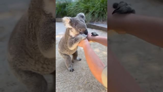 Коала — один из главных живых символов Австралии, который пользуется огромной популярностью и любовь