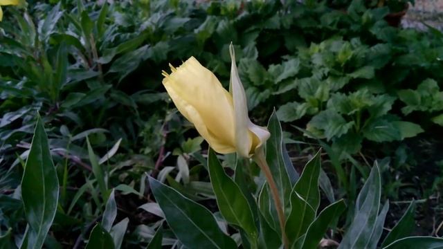 Как распускается энотера смотреть онлайн