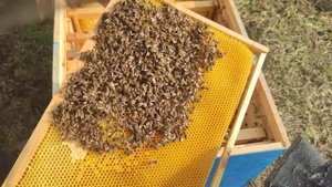 ЭКСТРЕННОЕ СПАСЕНИЕ ПЧЕЛИНЫХ СЕМЕЙ В ЛЕЖАКАХ легко улучшаю зимовку пчёл КАК МЫШЬ ЕСТ ПЧЁЛ ЗИМОЙ ✅☝️