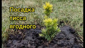 Посадка тисса ягодного