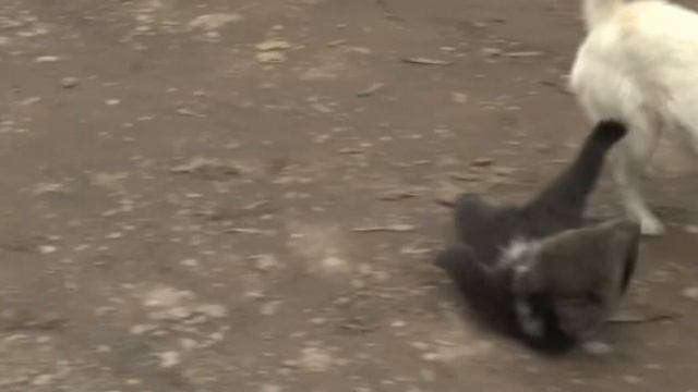 МЕДВЕДЬ ОБЪЯСНЯЕТ ЛОХМАТОМУ КТО ХОЗЯИН ДОМА смотреть онлайн