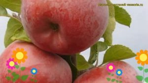 Яблоня домашняя Спартан. Краткий обзор, описание характеристик malus domestica Spartan