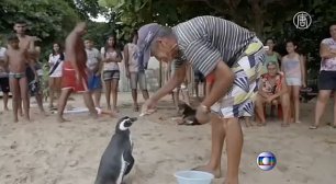 Бразилец спас пингвина, и теперь он приплывает каждый год