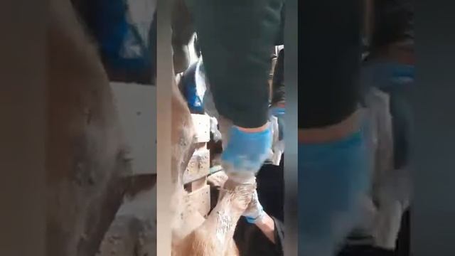Перелом у теленка