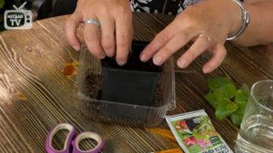 Цветущие кустарники для сада ? СИРЕНЬ ➡ Как правильно черенковать? ? Мастер класс hitsadTV