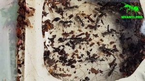 Небольшой обзор Diacamma rugosum