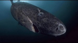 ТОП 10 ЖИВОТНЫЕ ДОЛГОЖИТЕЛИ