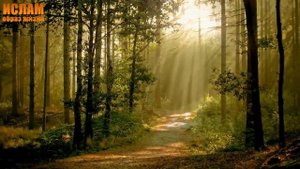 О добре и покаянии (История о Малике ибн Динаре)