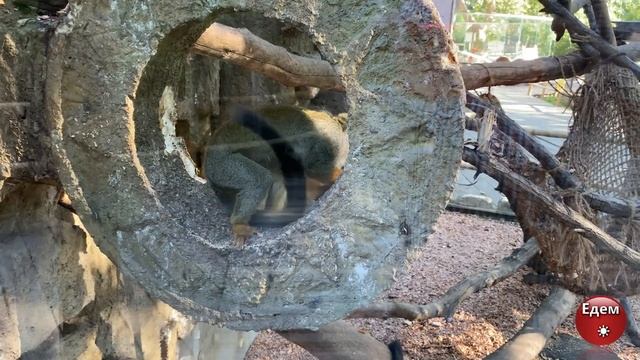 Сафари Парк в Краснодаре Safari Park in Krasnodar смотреть онлайн