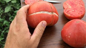 Томат Розовый Мёд