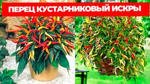 ПЕРЕЦ КУСТАРНИКОВЫЙ ИСКРЫ ОПИСАНИЕ СОРТА И ОТЗЫВЫ