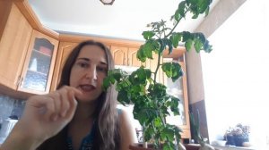Томаты на окне зимой: опадают завязи? Есть решение!
