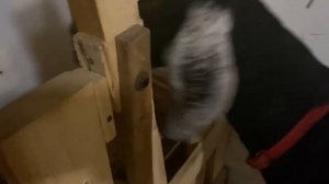 Сарай для коз и самодельный станок для доения .