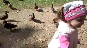 Duck feeding Кормление уток