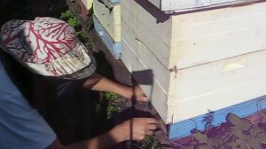 противоварроатозные сетки