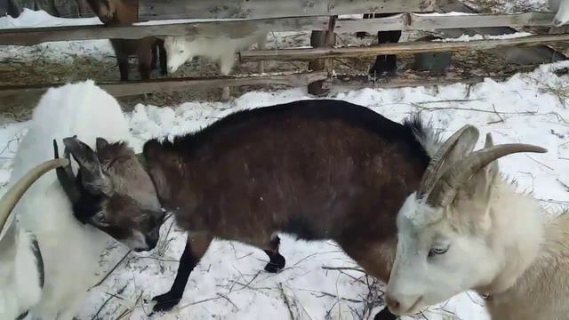 6 - литровая , 3 - сосковая коза - монстр вышла на ринг. смотреть онлайн