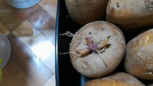 Как проращивать картошку: в темноте или на свету?