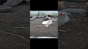 video_20230911_175247.mp4