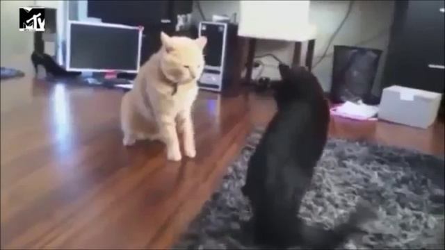 Смеёмся над приколами!)