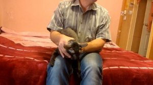 Капли коту в уши