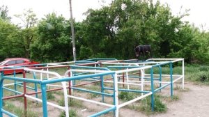ПИТБУЛЬ. Все о породе. Рассказывает владелец