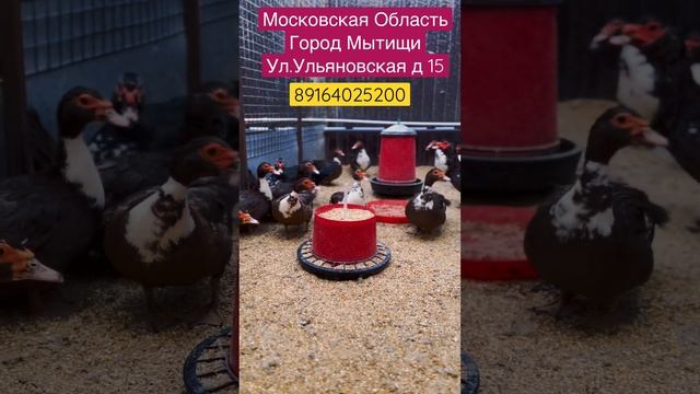 Индоутка (Мускусная утка ?) полное описание