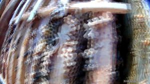 АПИВАРОЛ или БИПИН-Т, что лутче?