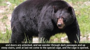 Аудио уроки английского. Alan Alexander Miln. Winnie-The-Pooh and All, All, All| Марина Русакова