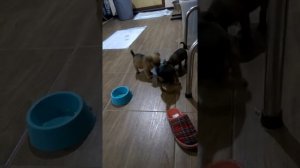 Гриффоны #щенки#грифона#брабансона#питомник#