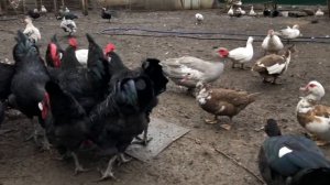 Куры и петушки барбезьё. Сегодня им 5 месяцев и 3 недели.