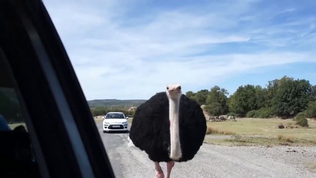 ? Самые высокие животные смотреть онлайн