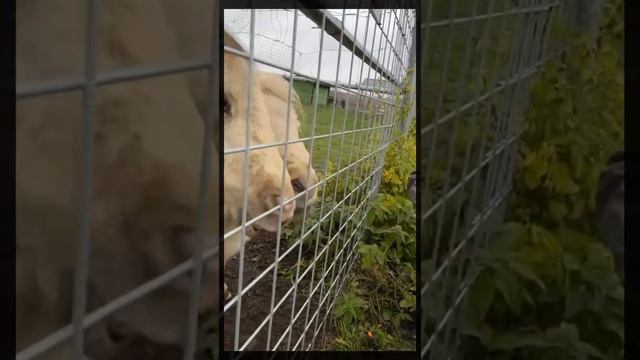 Карелия , день рождения 🥳 Женя 28 смотреть онлайн