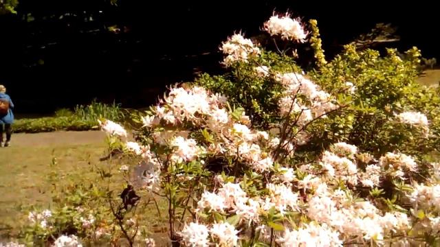 ПРОГУЛКА. Вильнюс. Рододендроны цветут в японском саду. Кайренай. Литва. смотреть онлайн