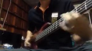 Test Fender J-P Bass (อัดอยู่ซีดีตกร่องซะงั้น -.-")