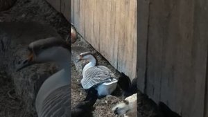 Гусыня сносит яйцо