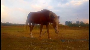 "Красный конь" (Песни 70-х)