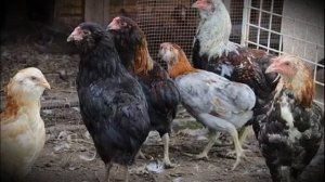 Араукана порода домашних кур