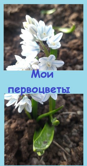 Какие ПЕРВОЦВЕТЫ ЕСТЬ У ВАС на клумбах? У меня пока три вида!
#дача #огород #garden #цветы