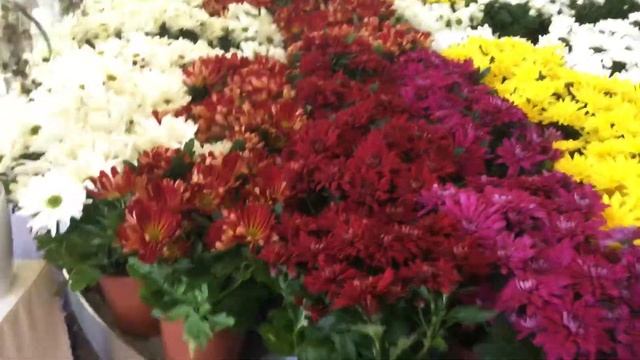 Обзор цветов в ‘ Белая лилия’ смотреть онлайн