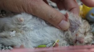 A 1.5-year-old Syrian Hamster has a large neck tumour and swollen abdomen (ascites)