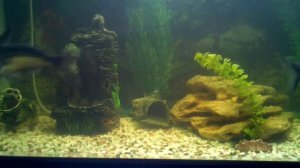 пангасиус.(акулий сом)