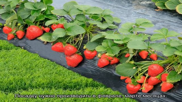 Ремонтантная клубника: посадка и уход