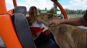 ВАУ !!! Челябинская львица ЛОЛА ДАЕТ !!! Тайган .Крым