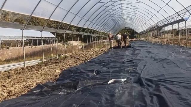 Финальный этап Ягодного хозяйства смотреть онлайн