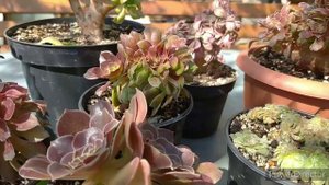 Кристатные эониумы. Обзор сортов